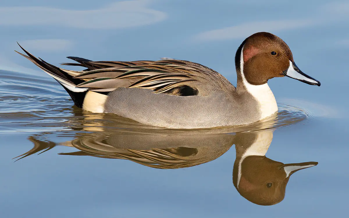 Northern Pintail