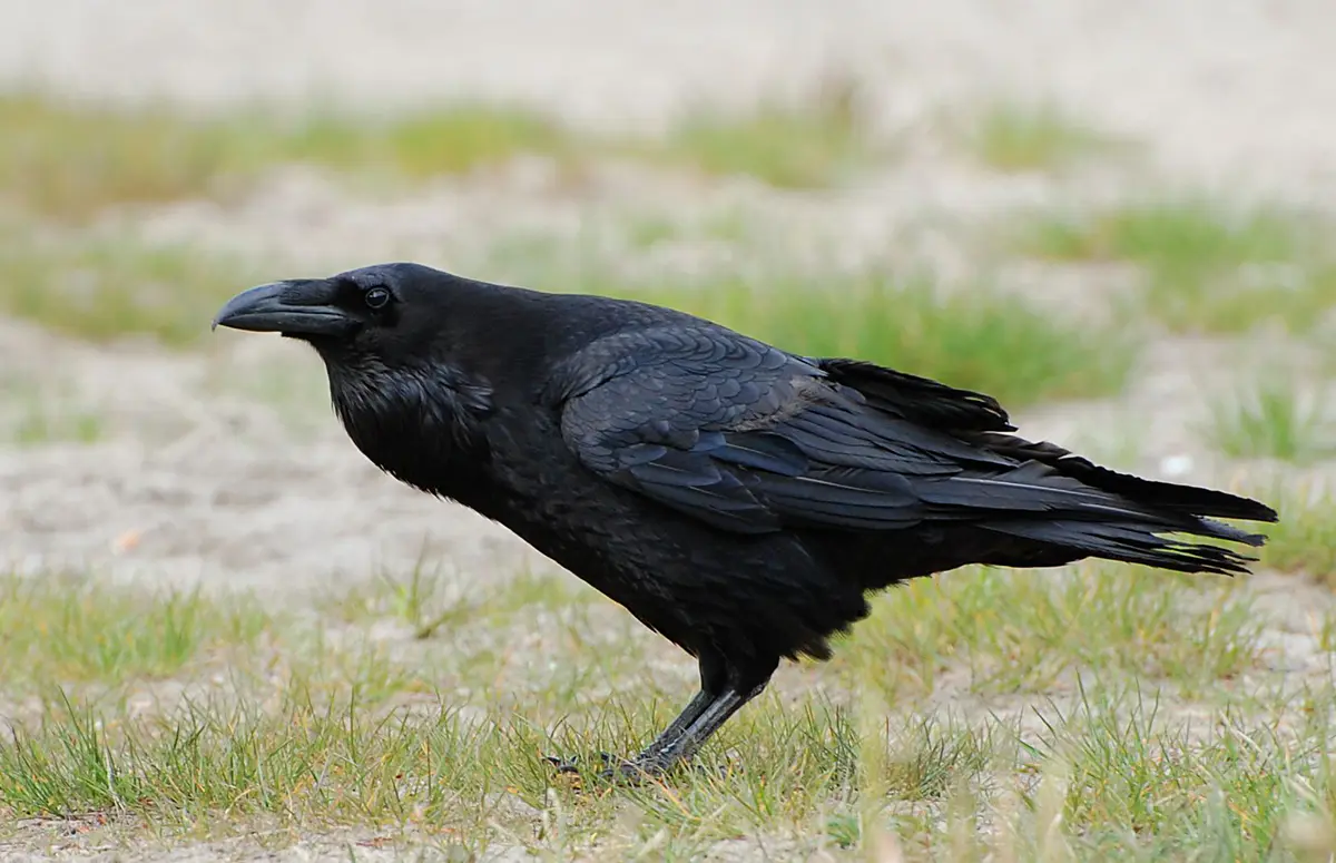 Northern Raven