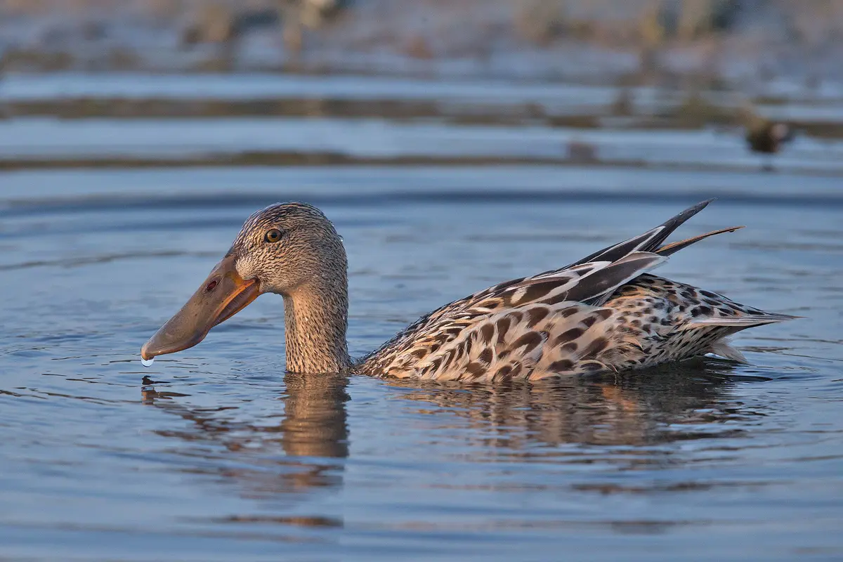 Northern Shoveler