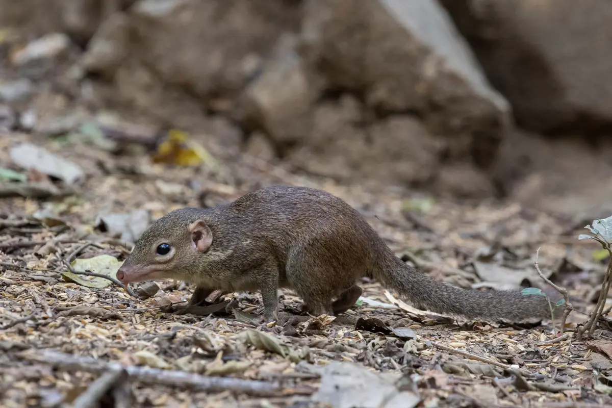 Northern treeshrew