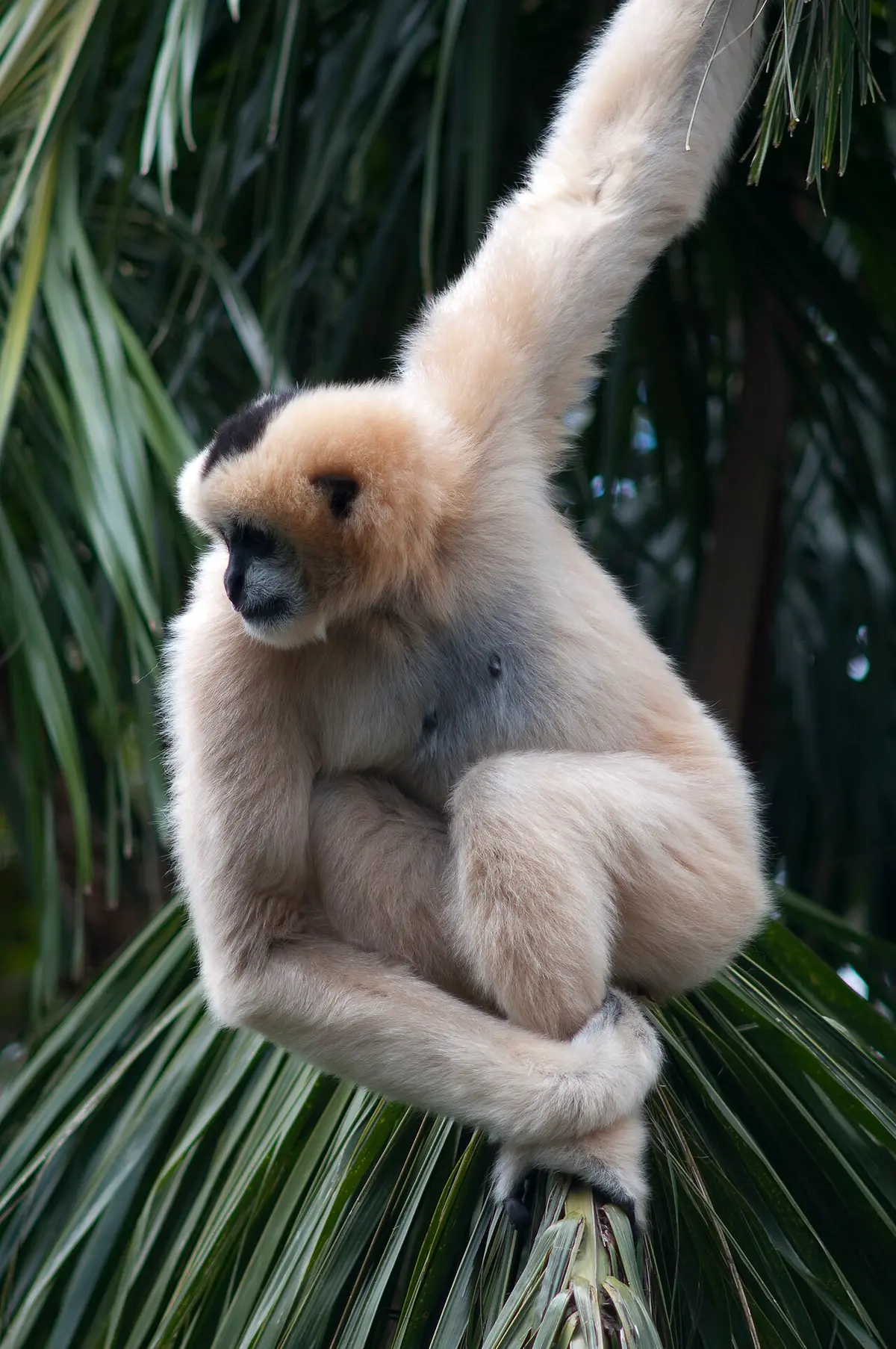 northern white-cheeked gibbon