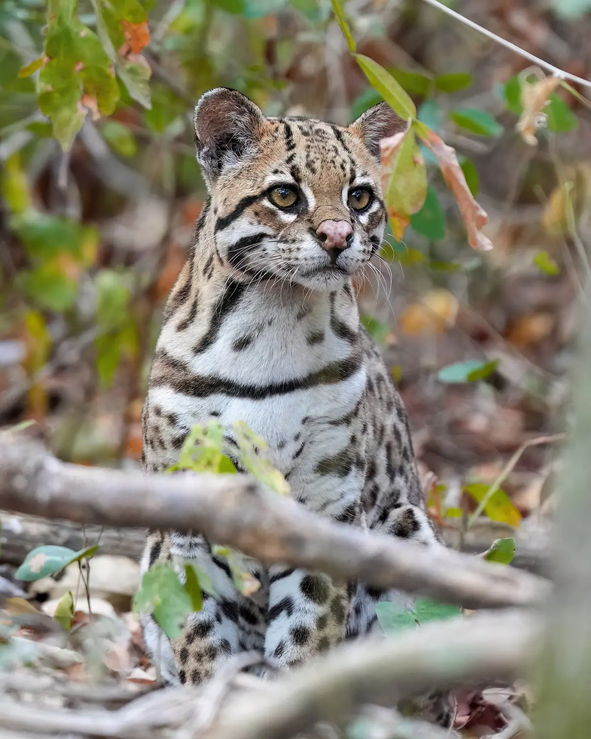 ocelot
