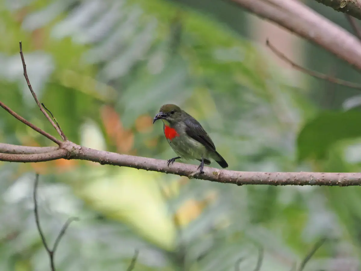 Olive-crowned Flowerpecker