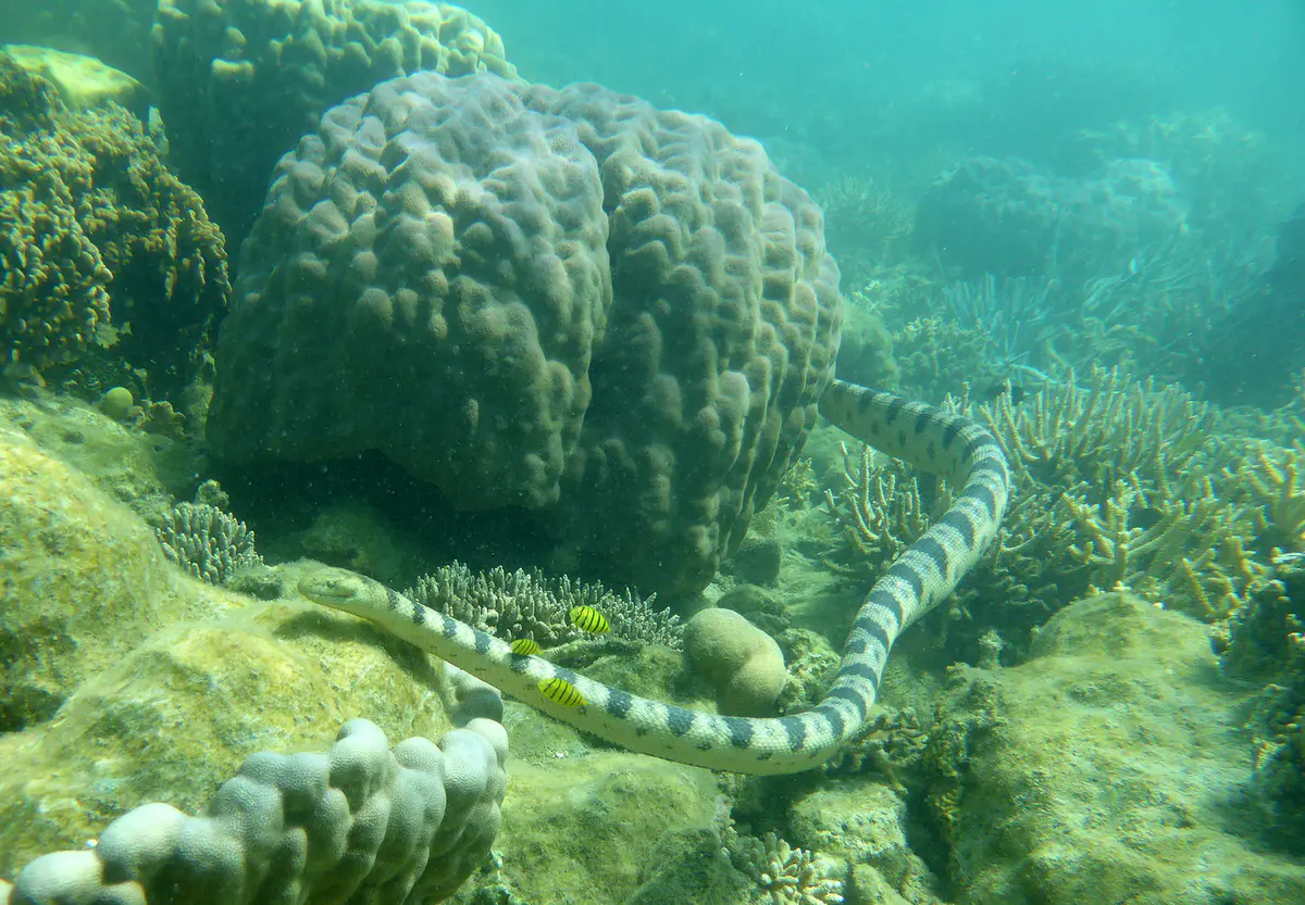 Olive-headed sea snake