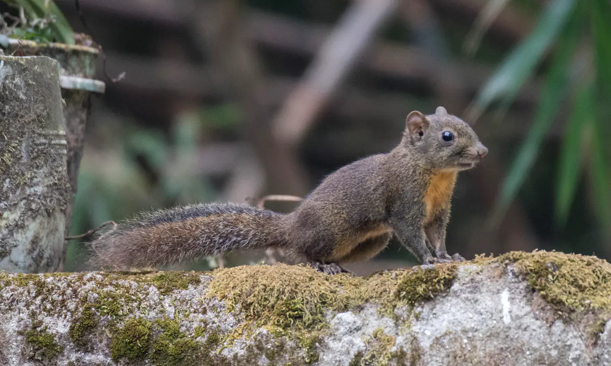 Orange-bellied Himalayan squirrel