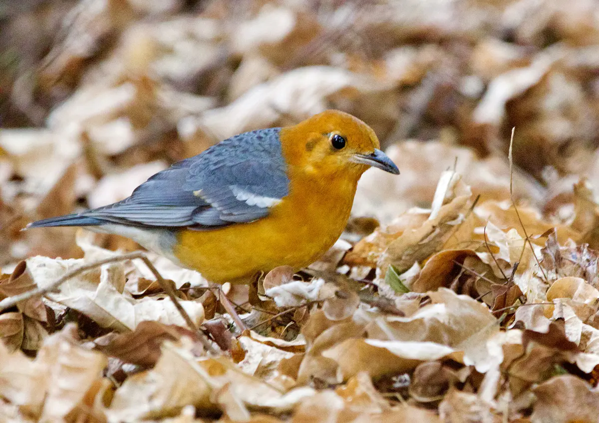 Orange-headed Thrush
