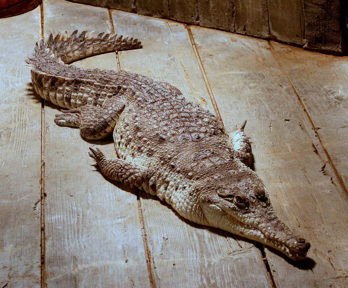 Orinoco crocodile