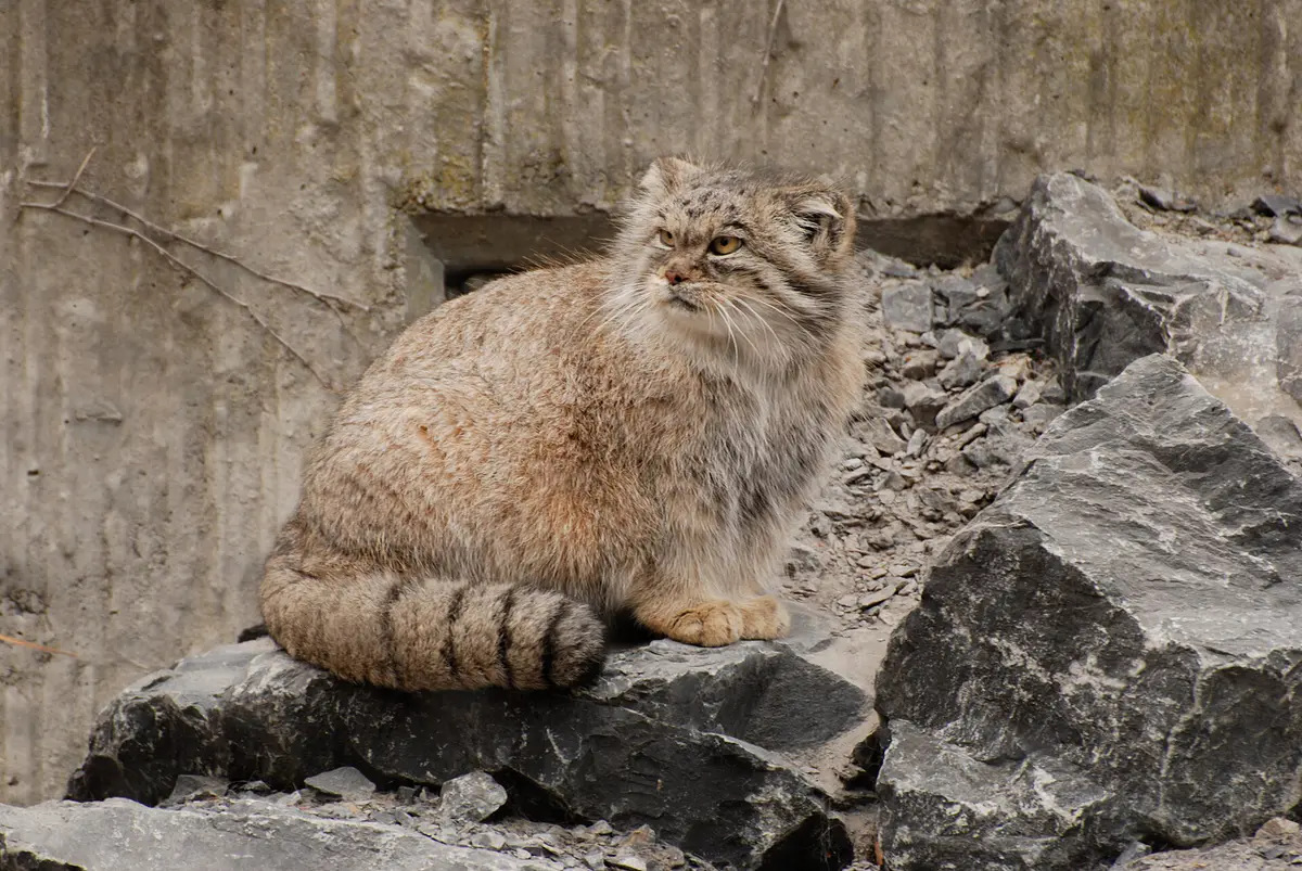 A Pallas's cat sitting among rocks