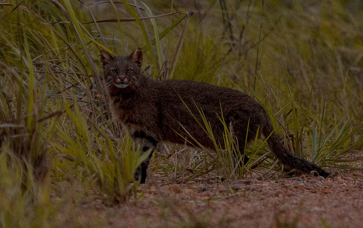 Pantanal cat