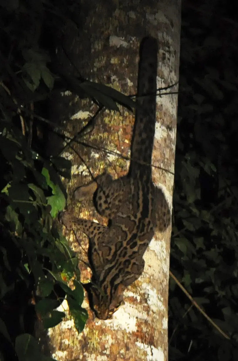 Pardofelis marmorata
