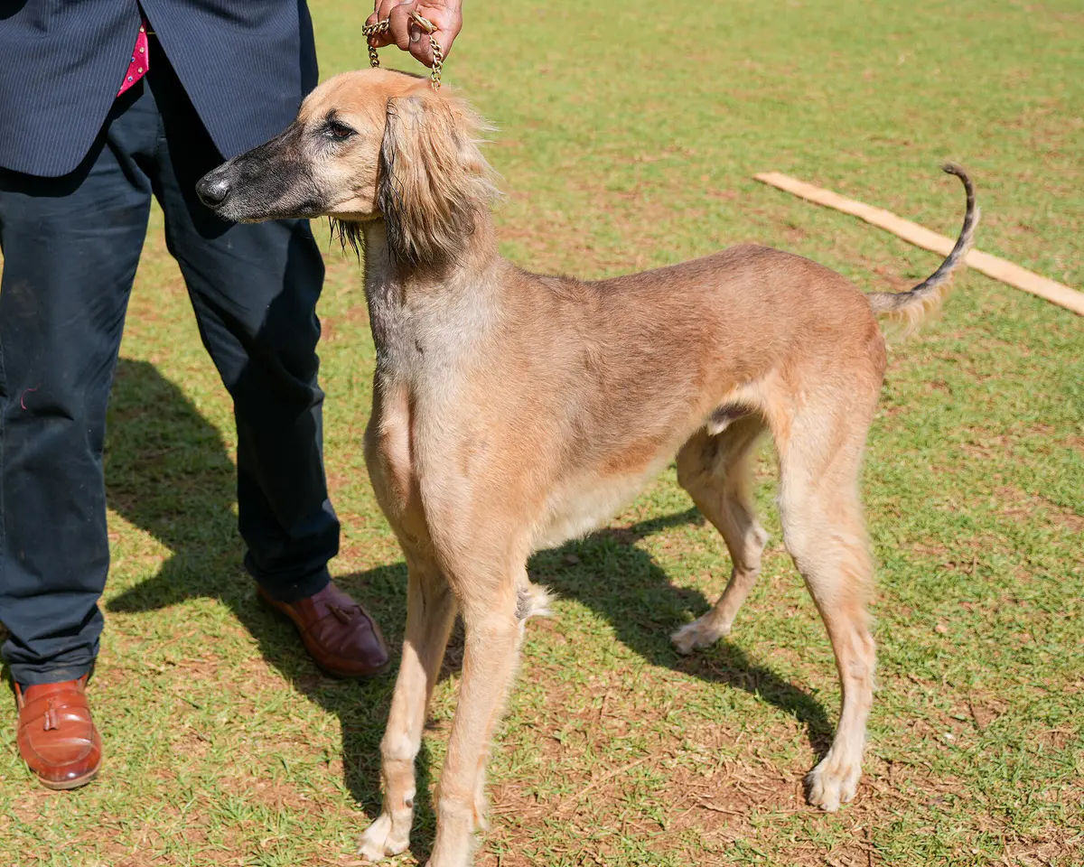 Pashmi hound