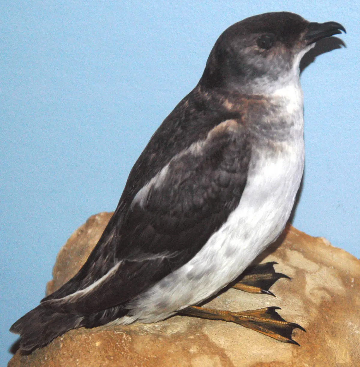 Pelecanoides georgicus