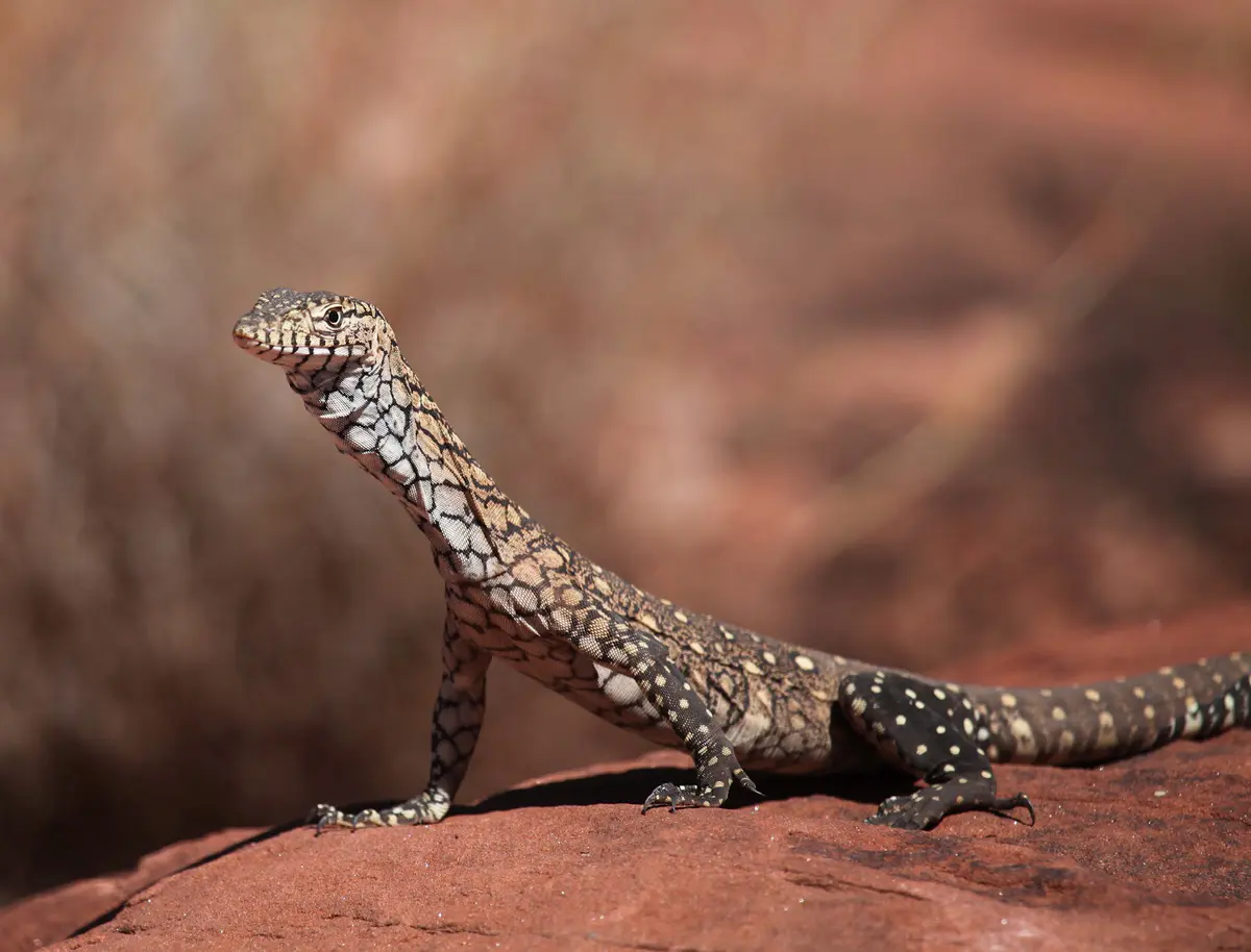 Perentie