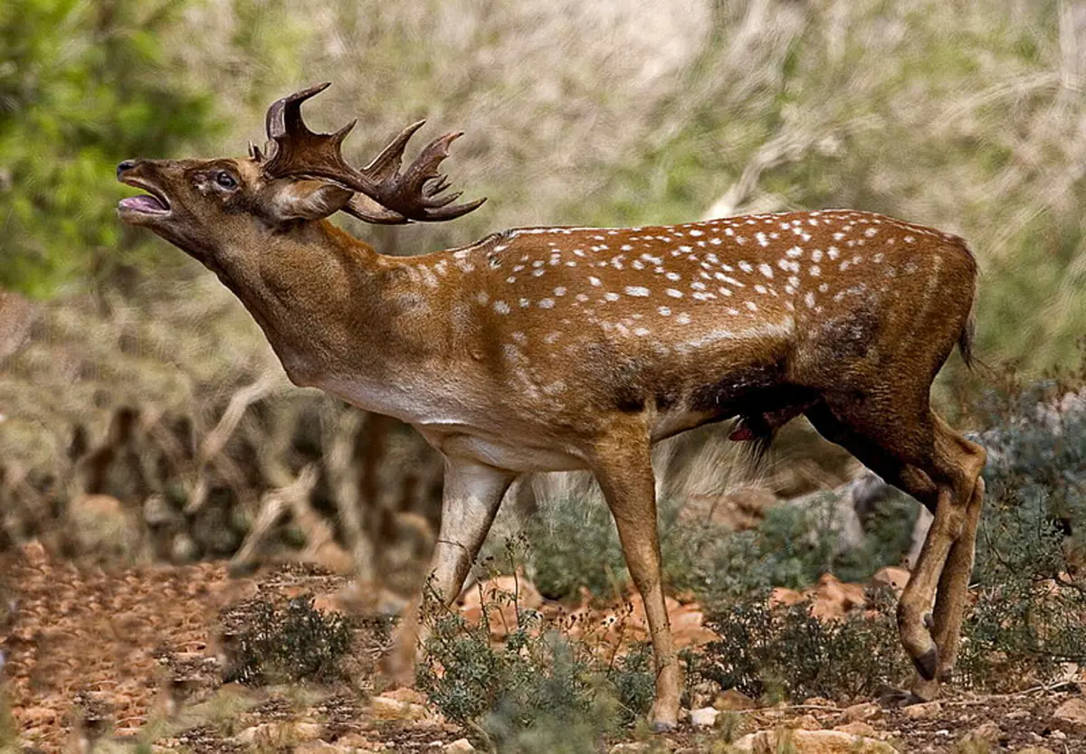 Persian fallow deer