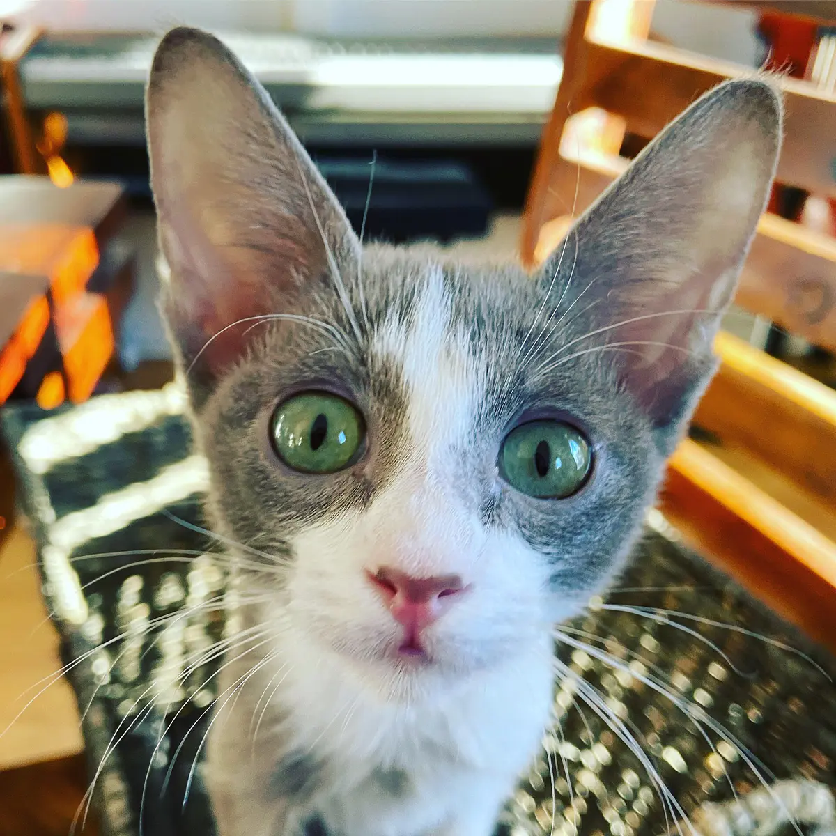 Peterbald