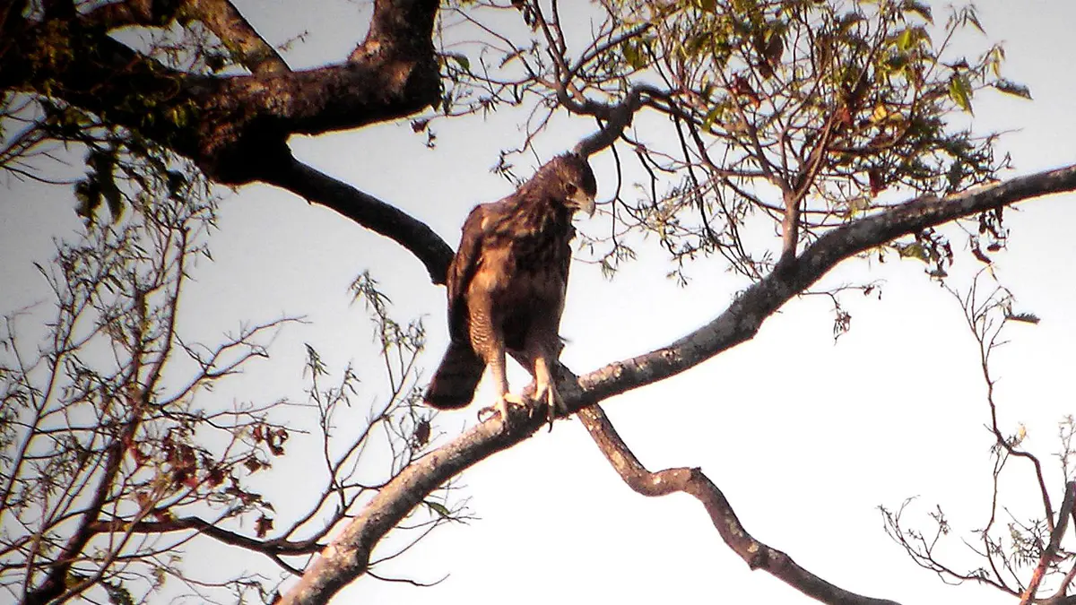 Philippine Hawk-Eagle