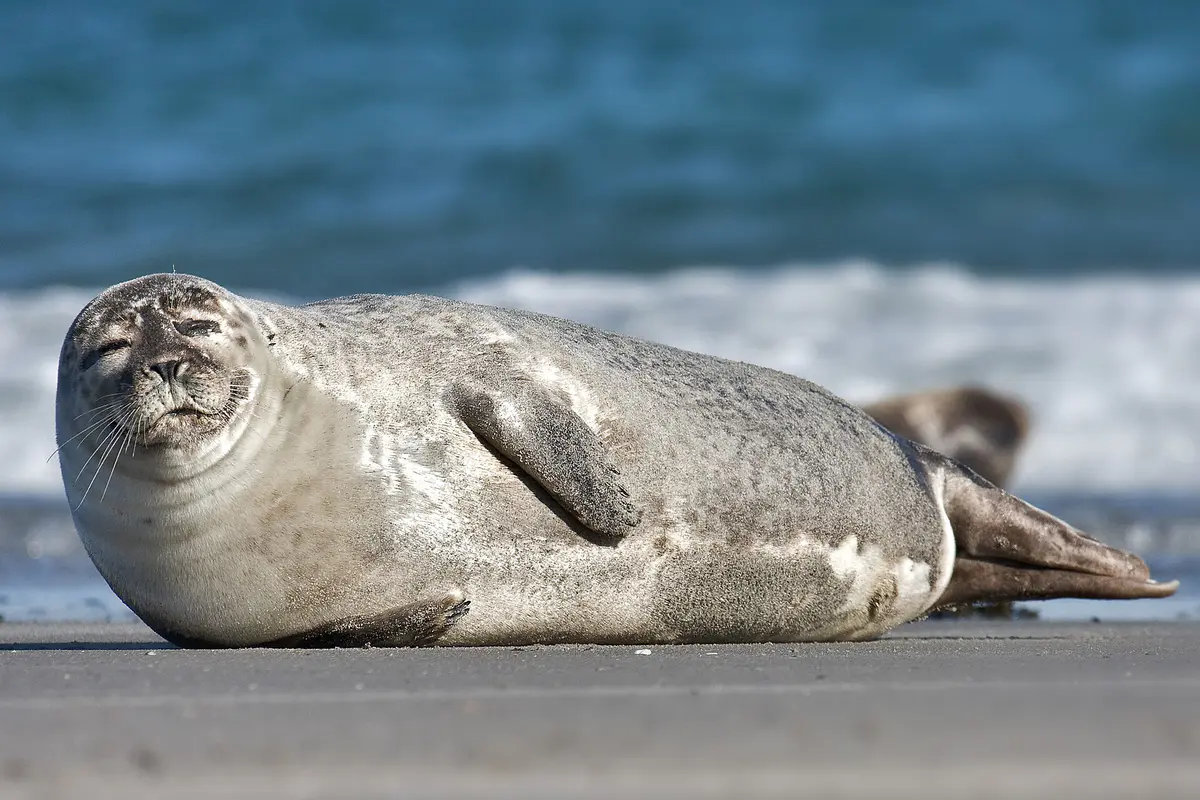 Phoca vitulina