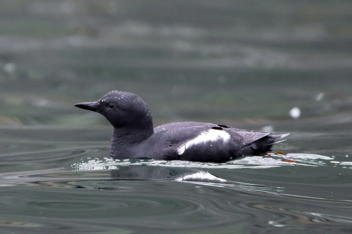 Pigeon Guillemot