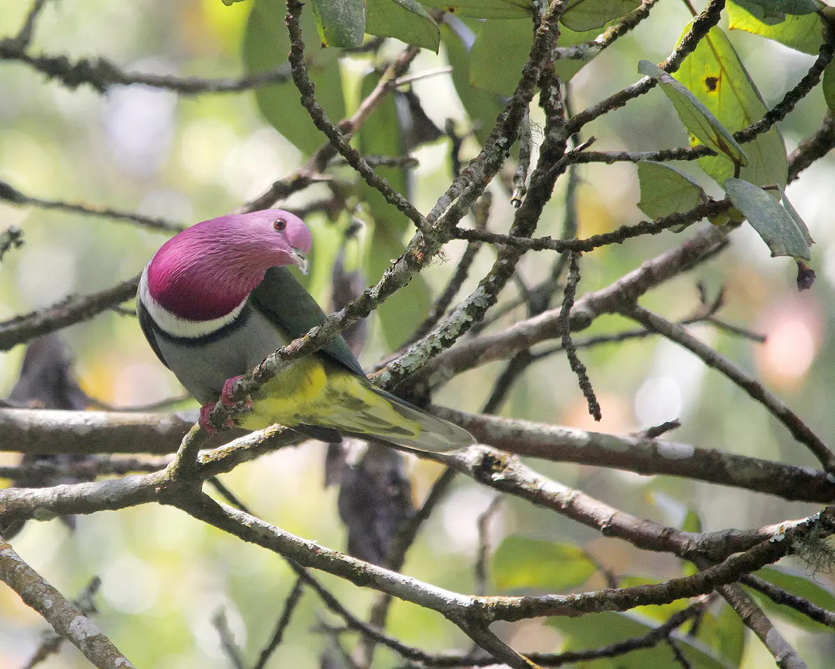 Pink-headed Fruit Dove