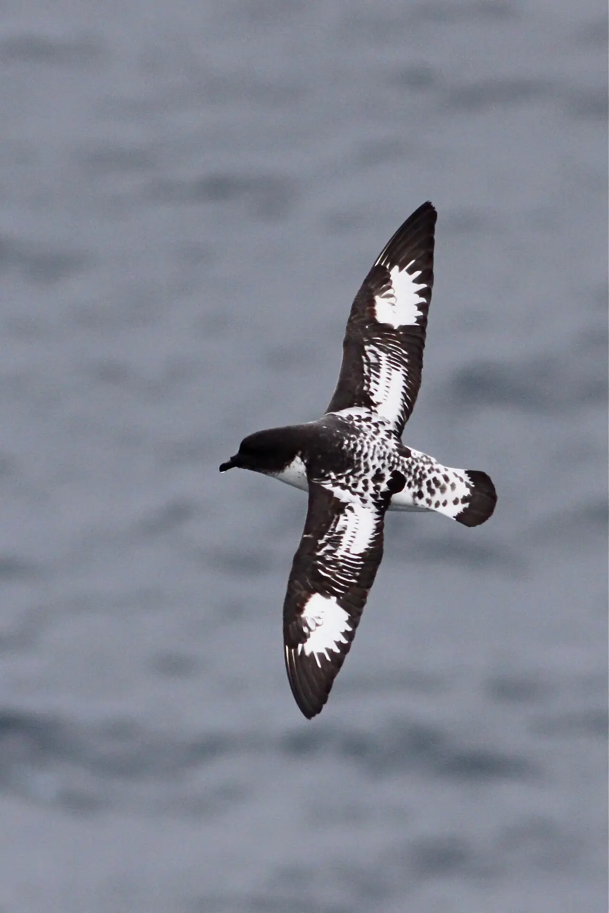 Pintado Petrel