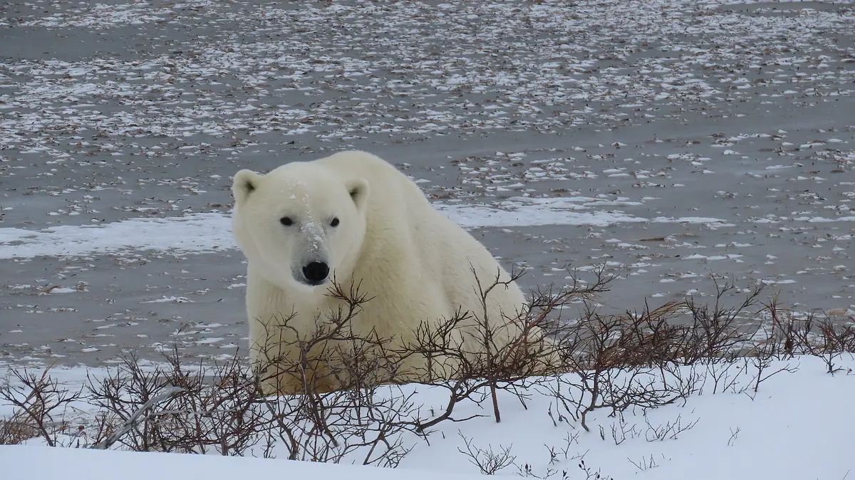A polar bear standing on snowy tundra near Churchill, Manitoba