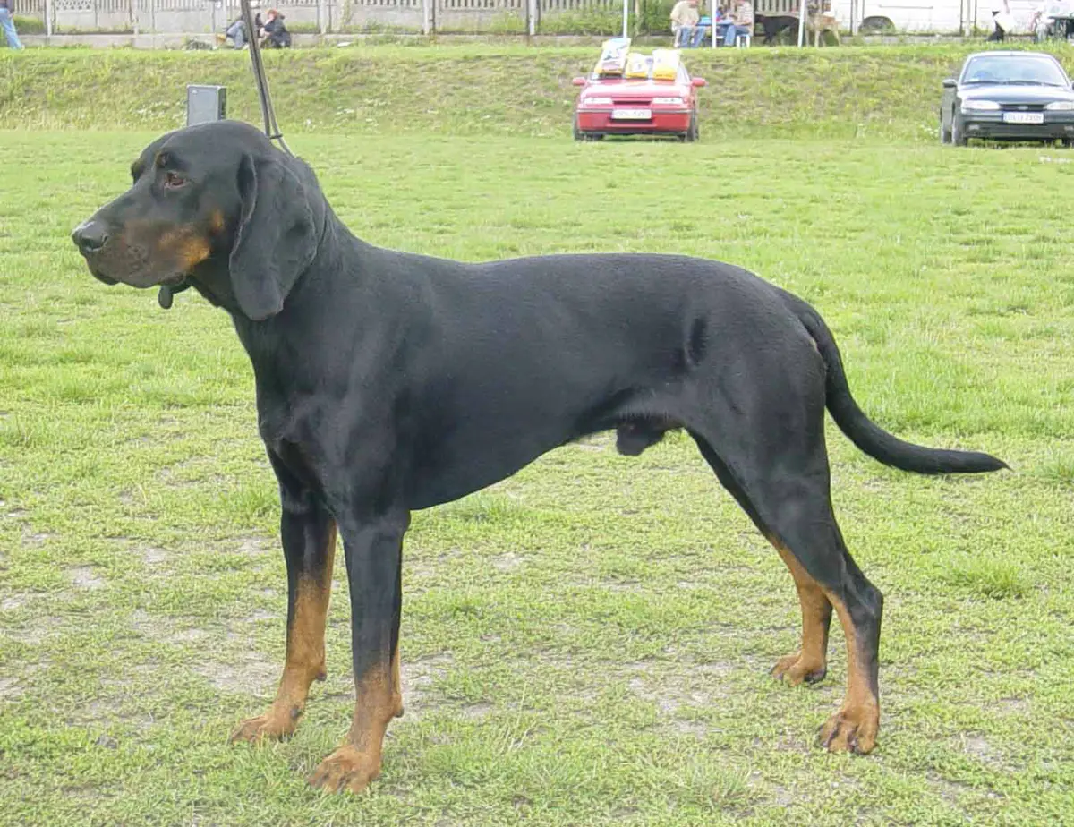 Polish Hunting Dog