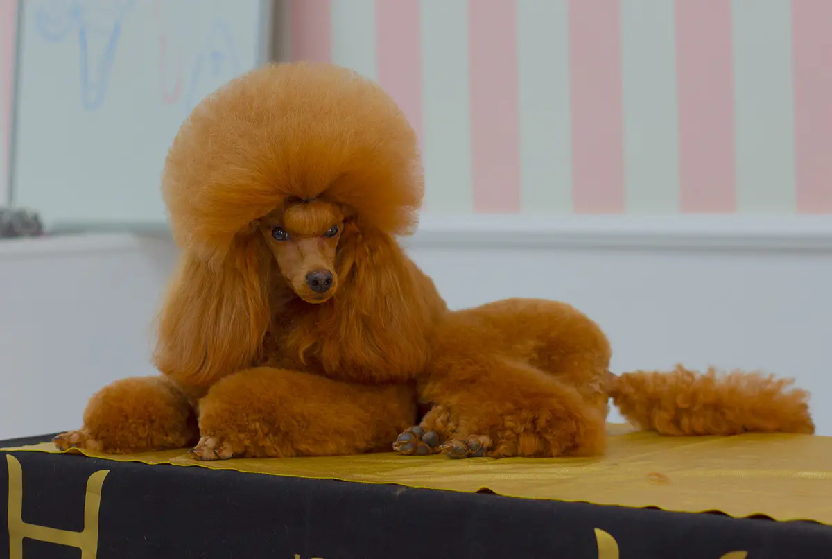 poodle