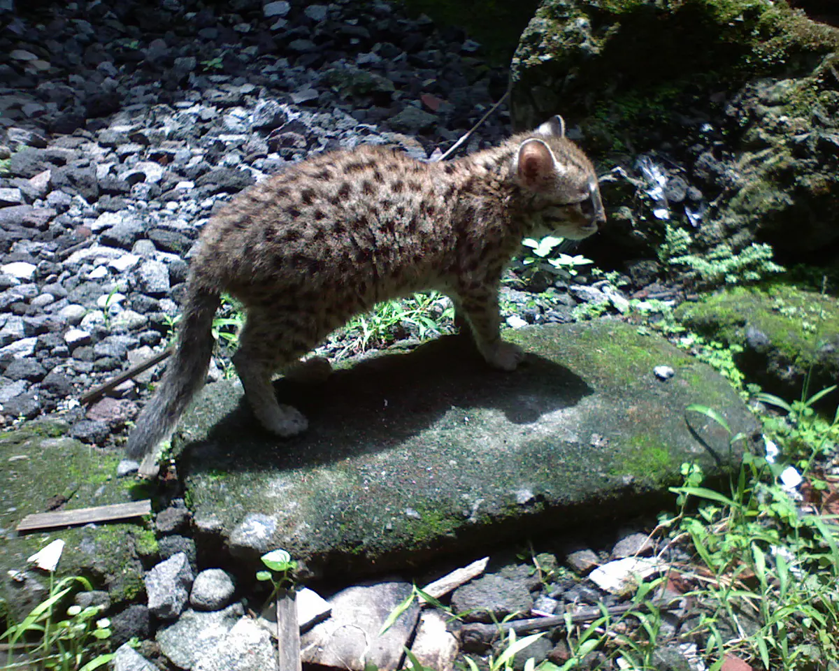 Prionailurus javanensis