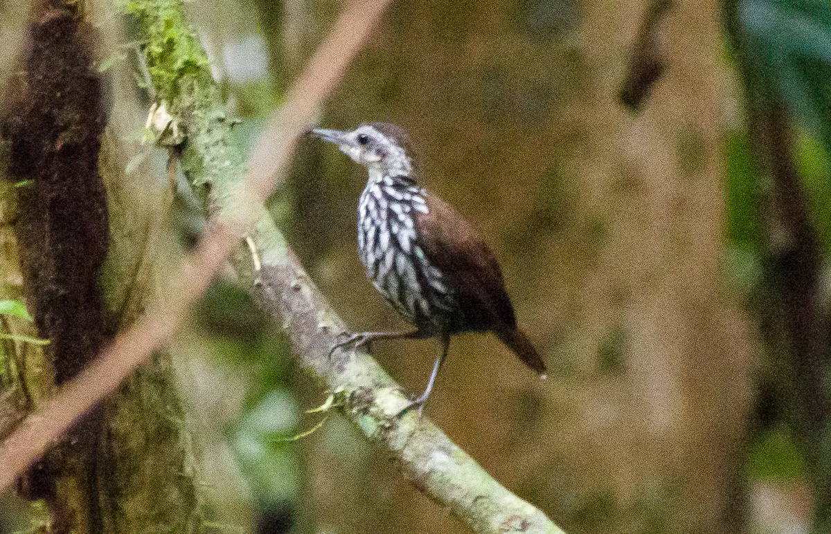 Ptilocichla leucogrammica