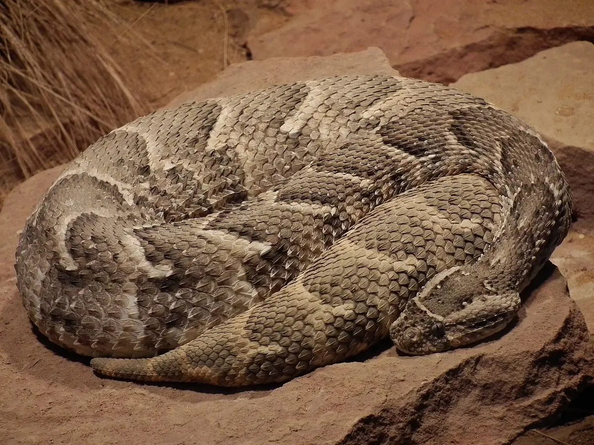 Puff adder