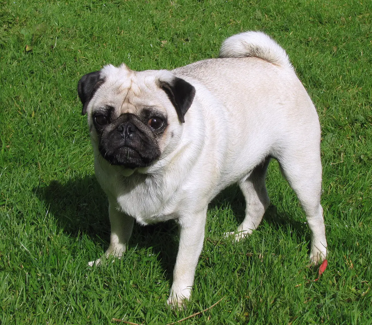 pug