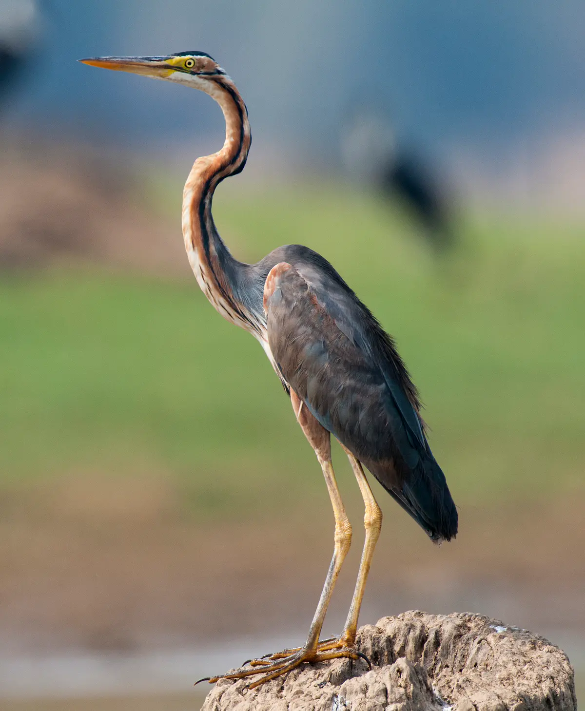 Purple Heron