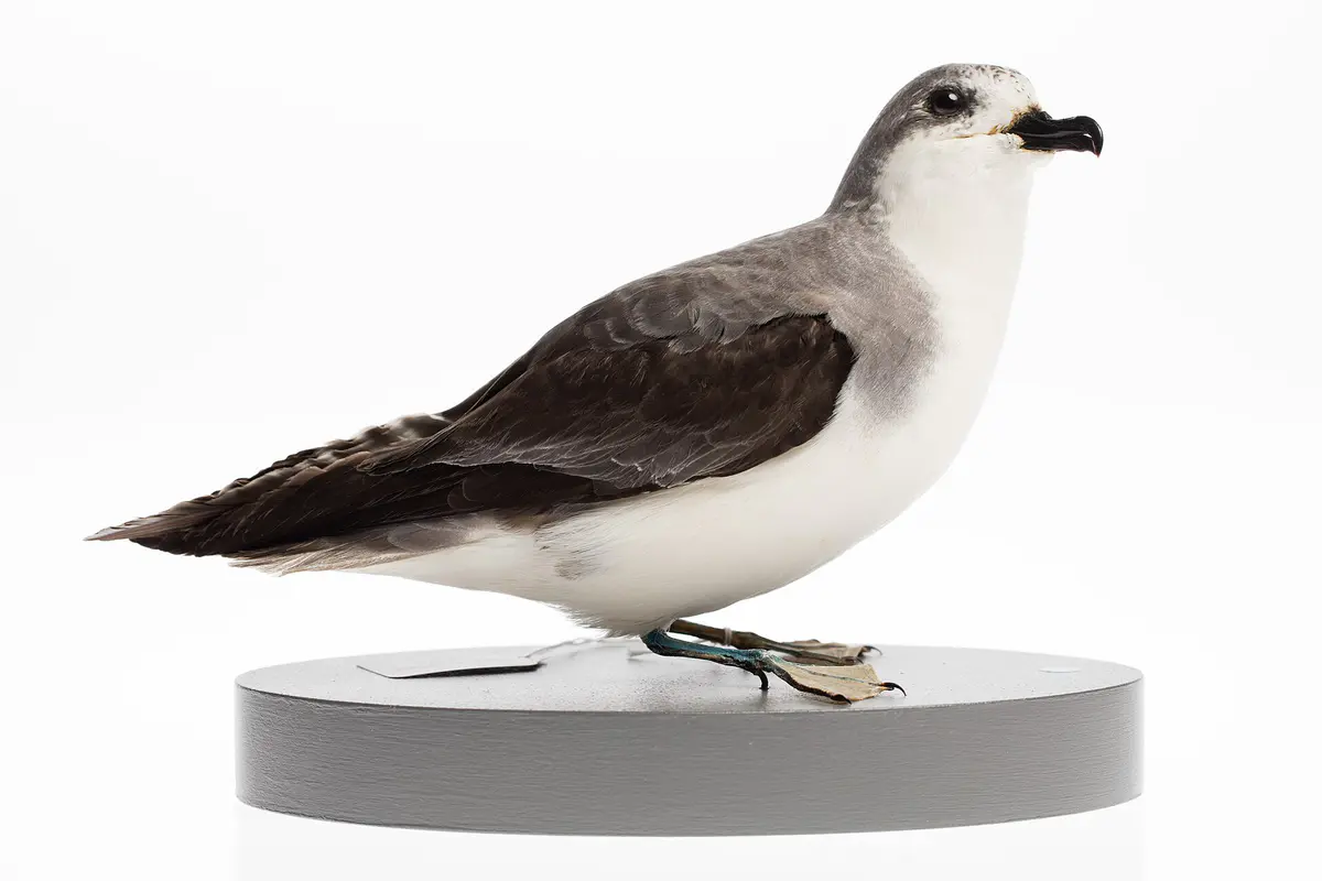 Pycroft's Petrel