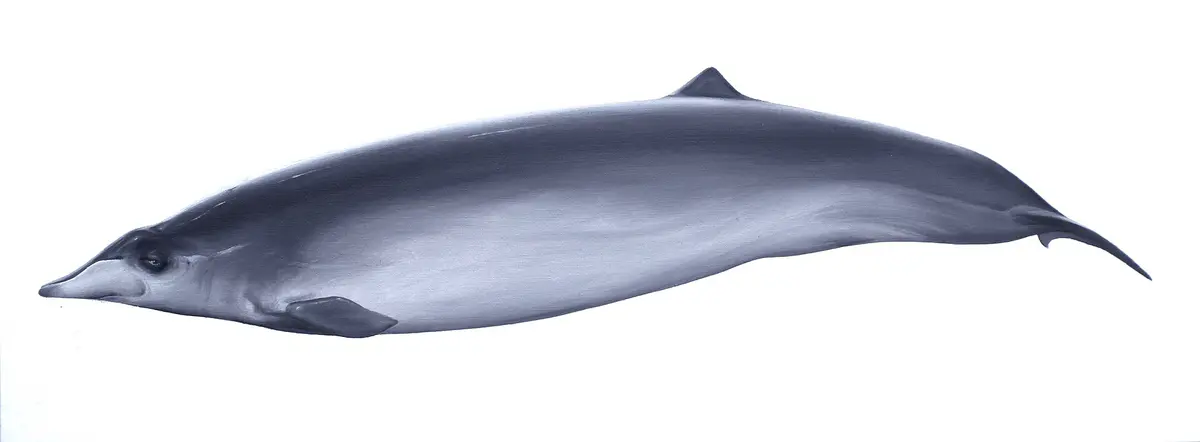 Pygmy beaked whale