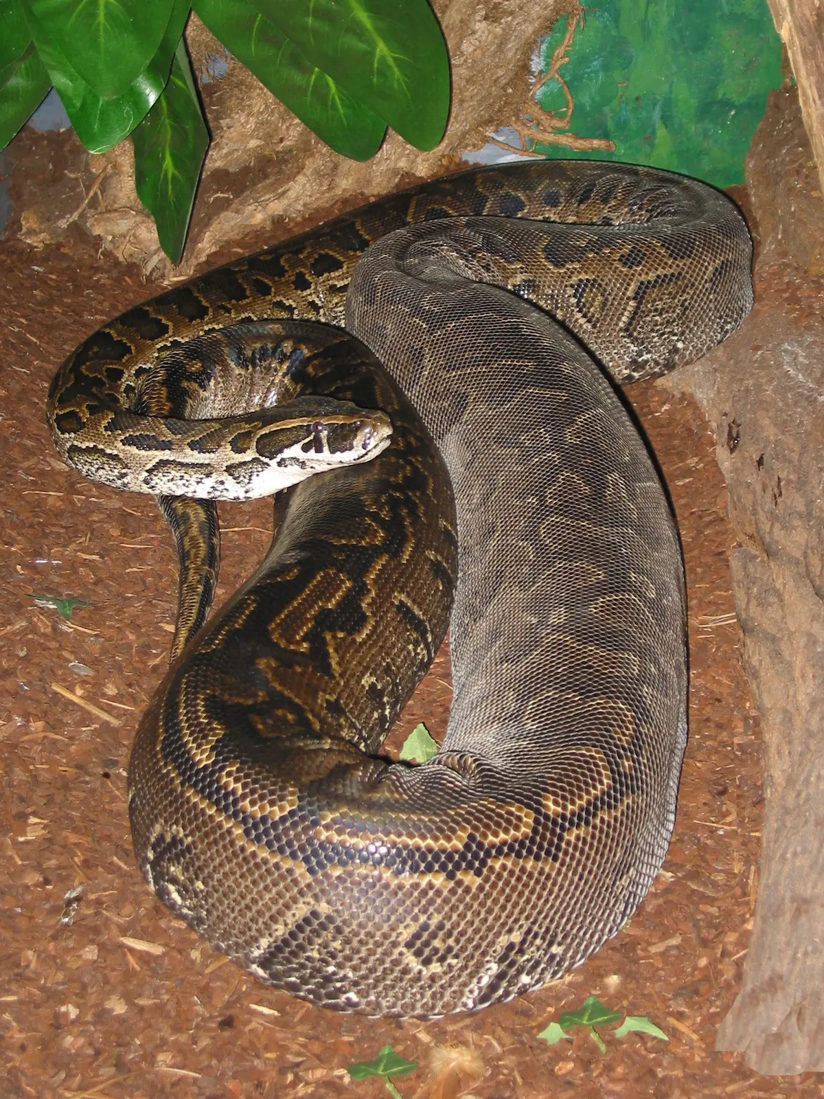 Python sebae