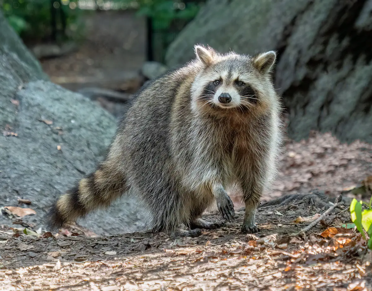 A raccoon standing in green vegetation in Central Park