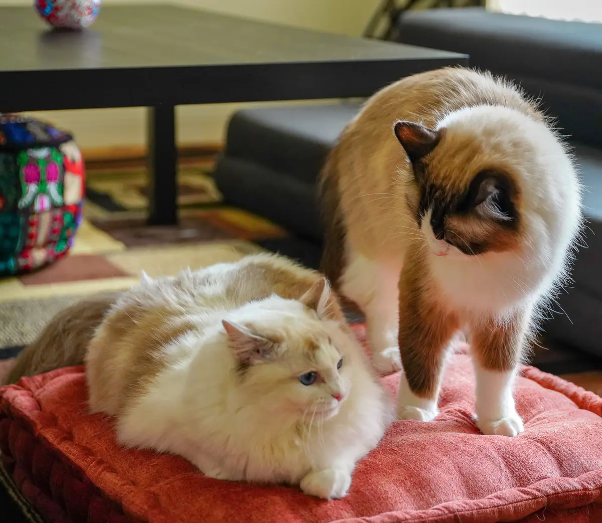 Ragdoll