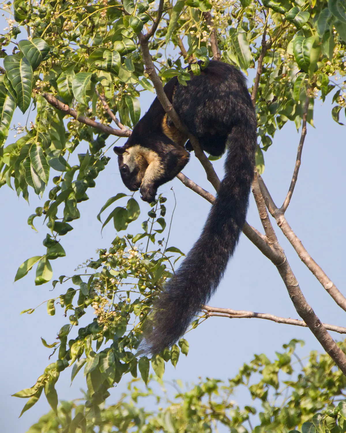 Ratufa bicolor