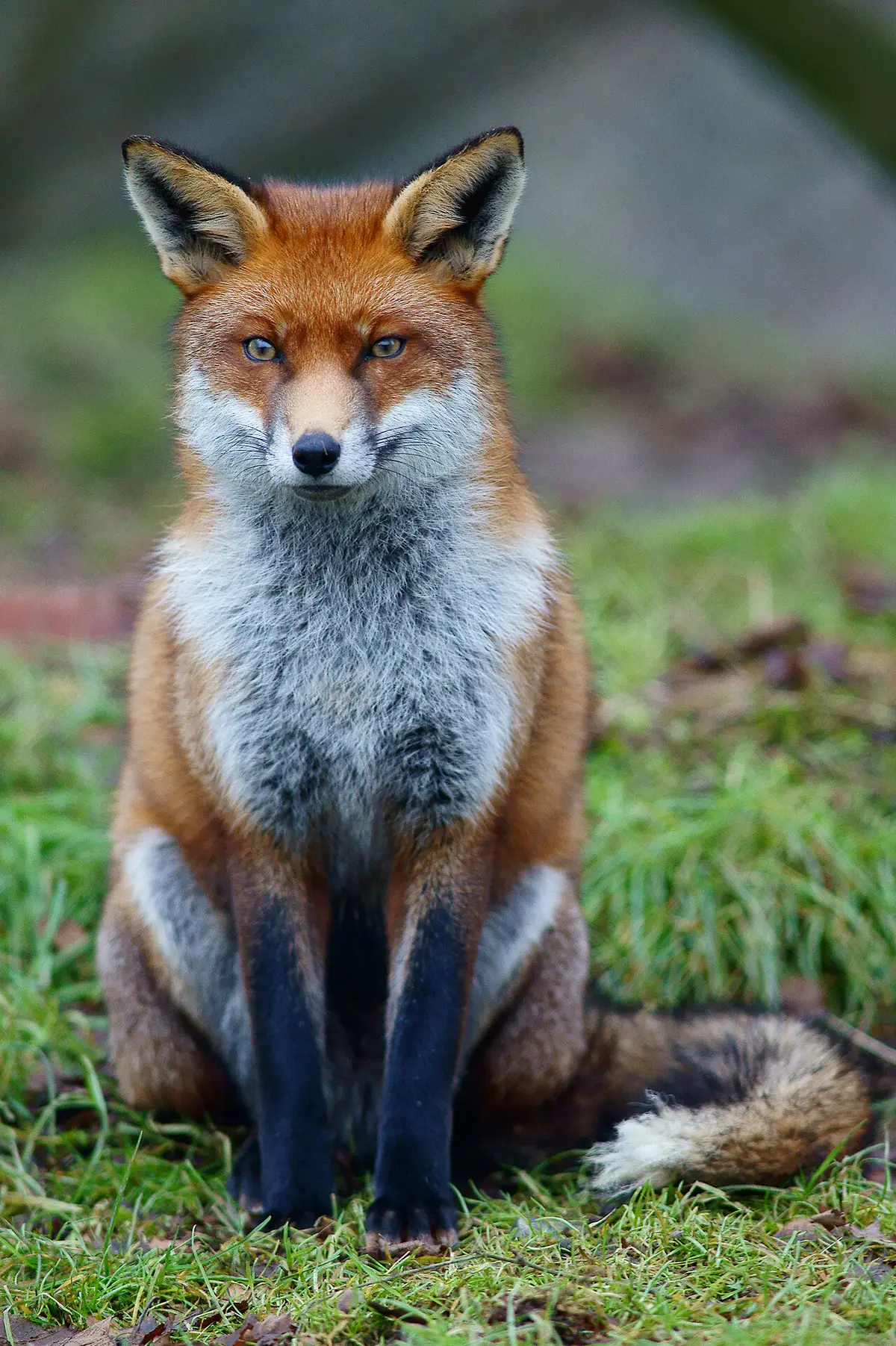 red fox