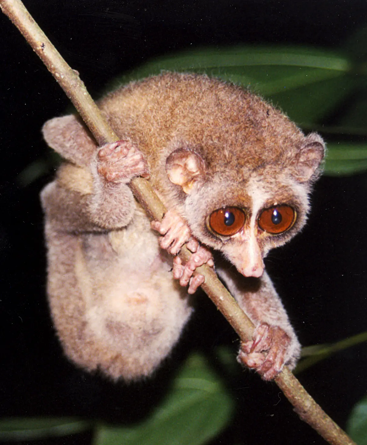 red slender loris