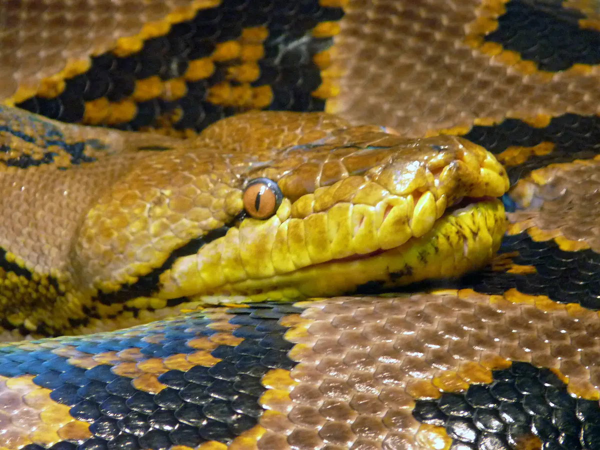 Reticulated python