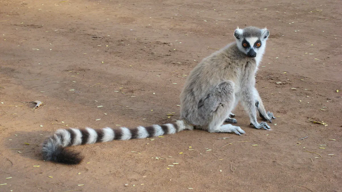 ring-tailed lemur