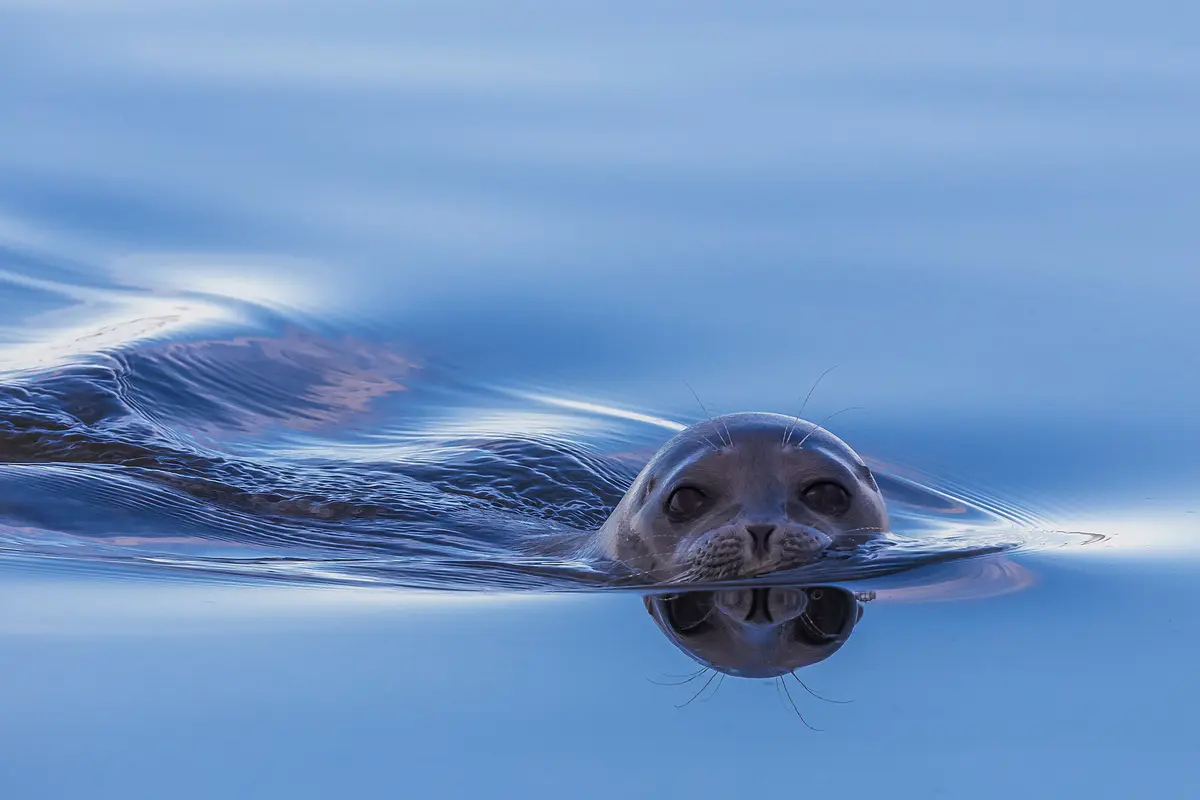 Ringed Seal