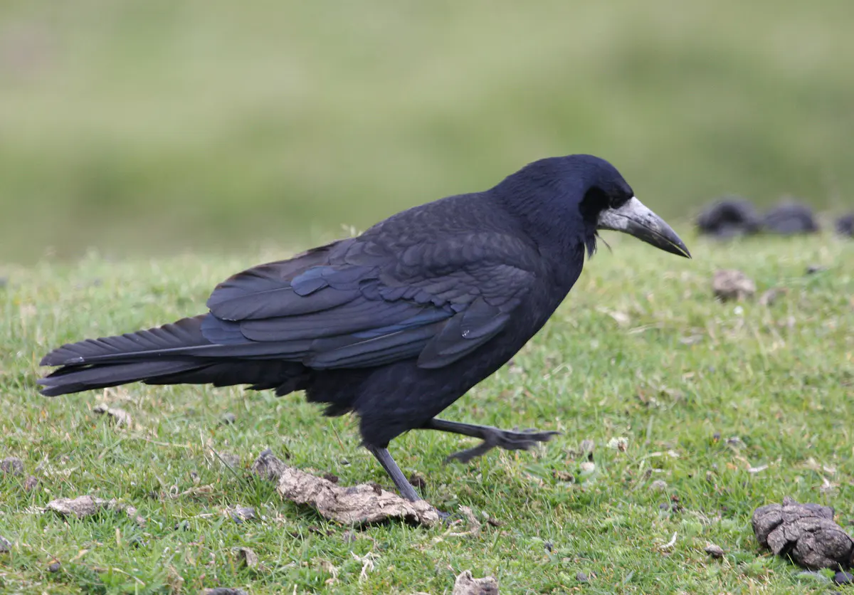 Rook