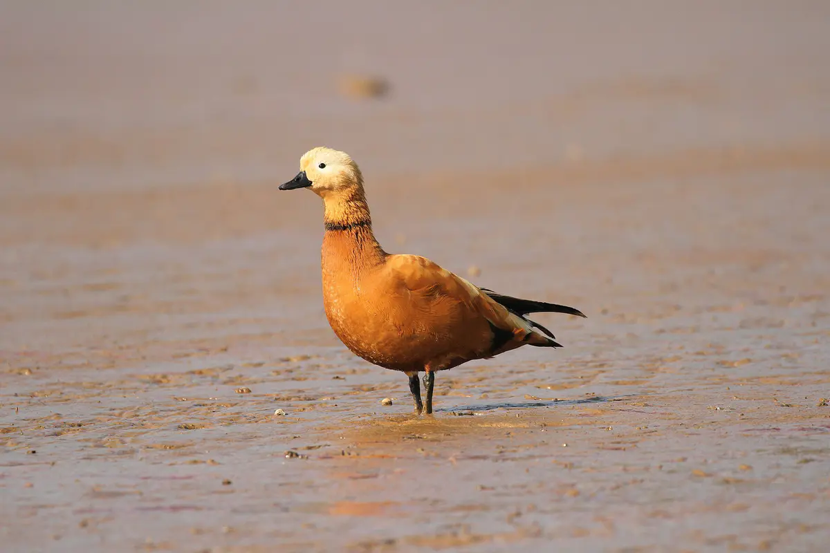 Ruddy Shelduck