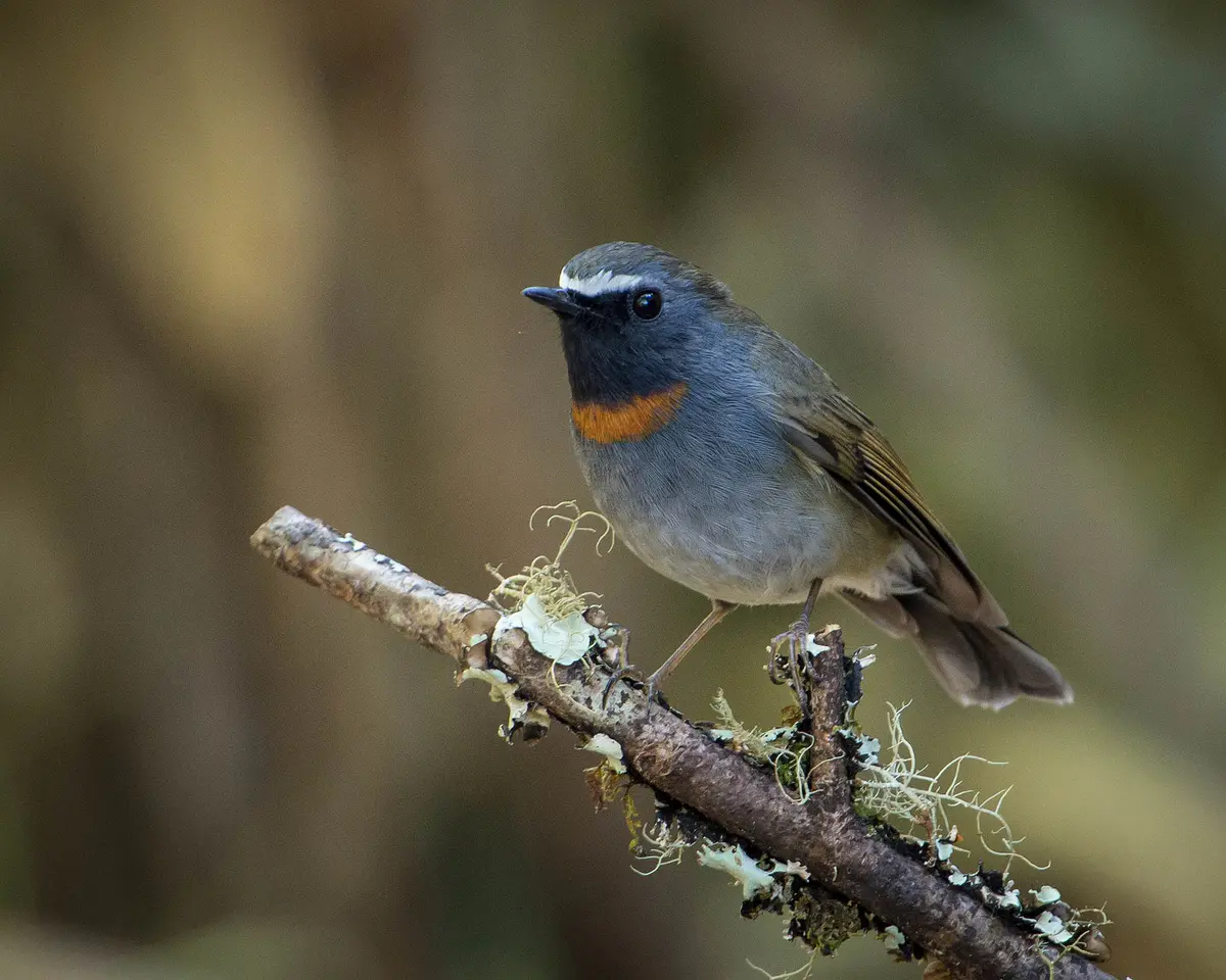 Rufous-gorgeted Flycatcher