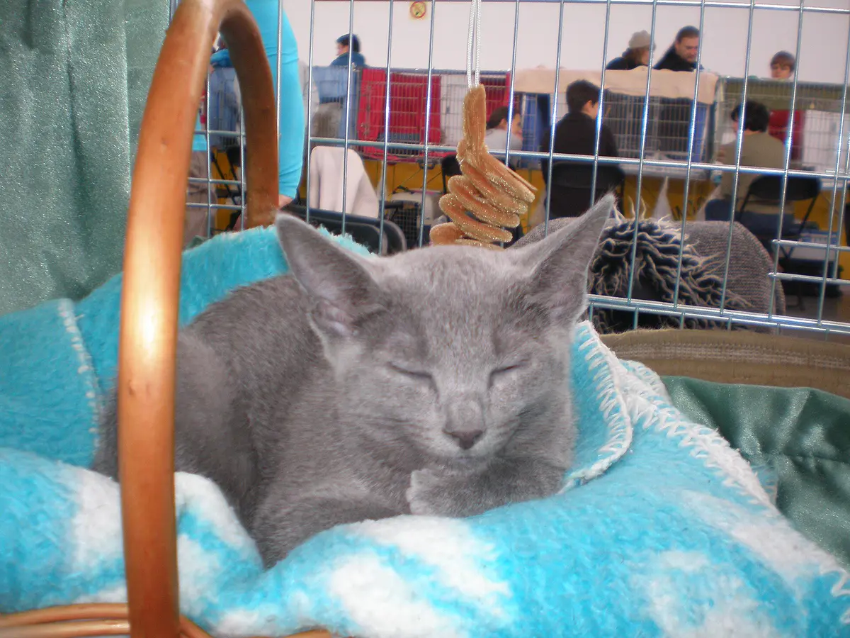 Russian Blue