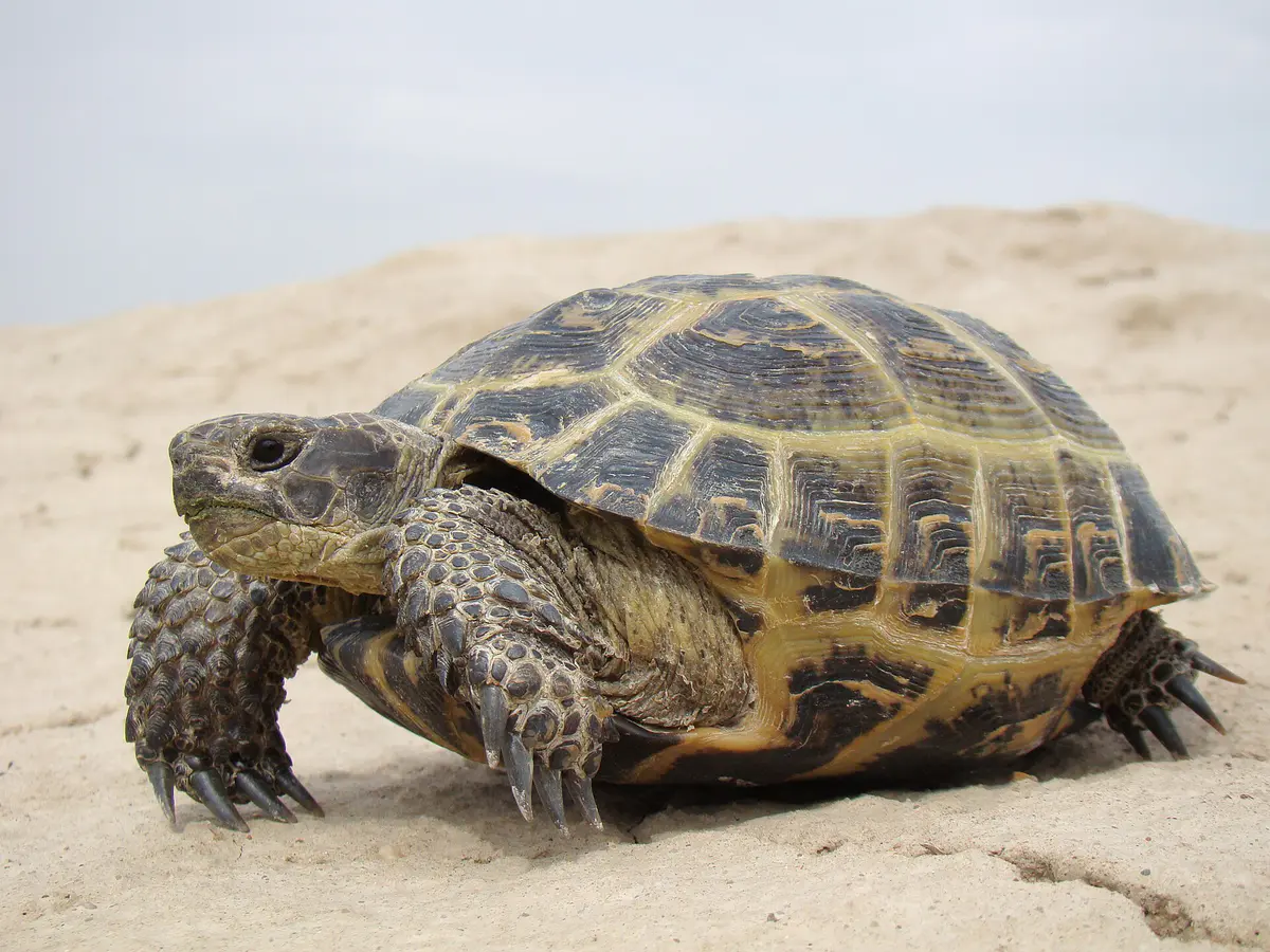 Russian tortoise