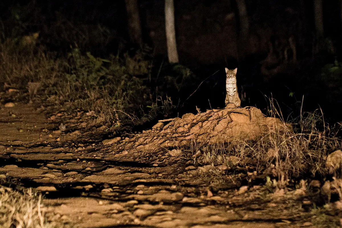 Rusty-spotted cat