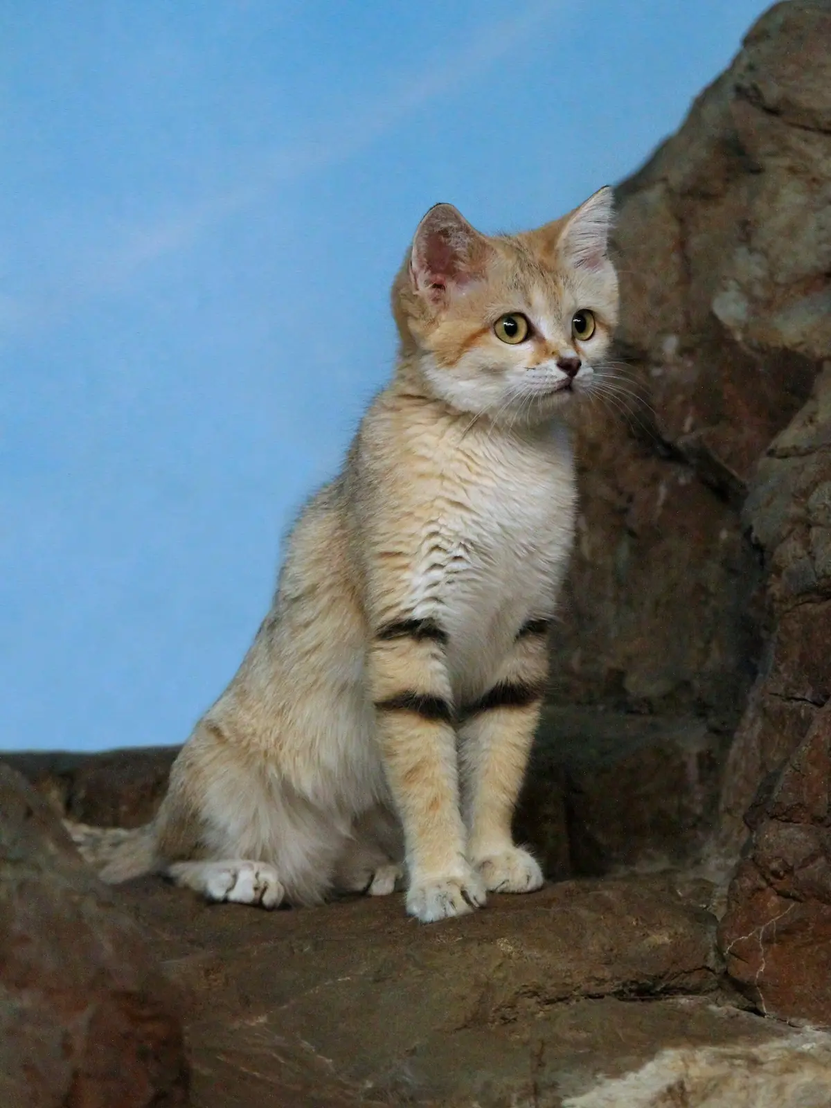 sand cat